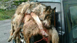 Trasladan  al consejero rural Blanco que el exterminio de lobos es "contrario" a los criterios de la UE y la comunidad cient&iacute;fica