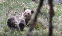 Un estudio analiza la gen&eacute;tica para mejorar el seguimiento de las poblaciones de oso pardo