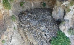 Un estudio de la UC confirma que los nidos de quebrantahuesos son "c&aacute;psulas del tiempo" que albergan objetos humanos