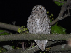 Un estudio en Santander muestra que hay autillos europeos que no migran a &Aacute;frica en invierno