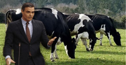 Una cuesti&oacute;n l&aacute;ctea de supervivencia, el precio de la leche. Por Pedro Arce