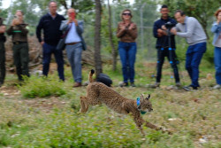 Venadillo, el lince ib&eacute;rico cedido por C-LM para reintroducir la especie, ya corre por el Cerrato Palentino